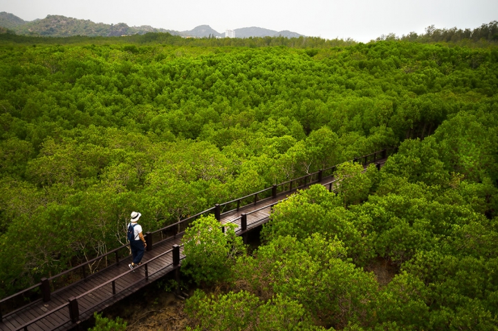 Khao Dang Mangrove Trail ป่าชายเลนเขาแดง: The Best Amazing Hidden Walk 10/10 mangrove nature trail khao sam roi yot