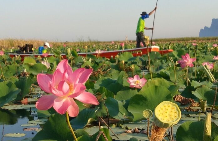 lotus sea koh mon