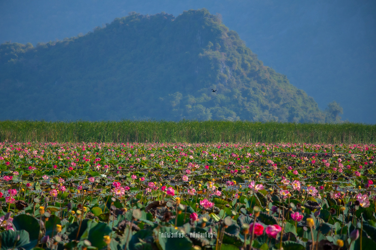 lotus sea koh mon1