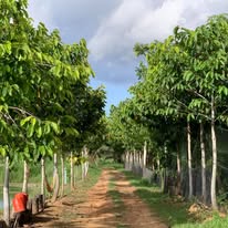 สวนลุงวี Uncle Wee Agro Tourism สามร้อยยอด: The Best Amazing Iconic 10/10 uncle wee agro2